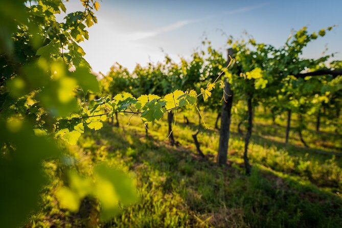 Wine Tasting in a Castle and Historical Garden Near Syracuse - Meeting Point and Location