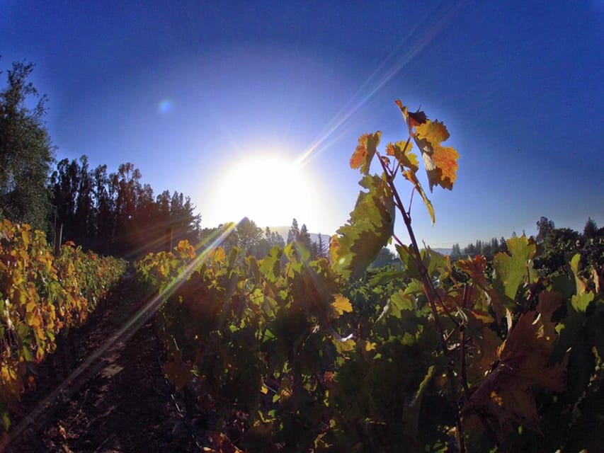 Wine Tour Terroir of the Maipo Valley Organic Vineyard - Tour Overview and Details