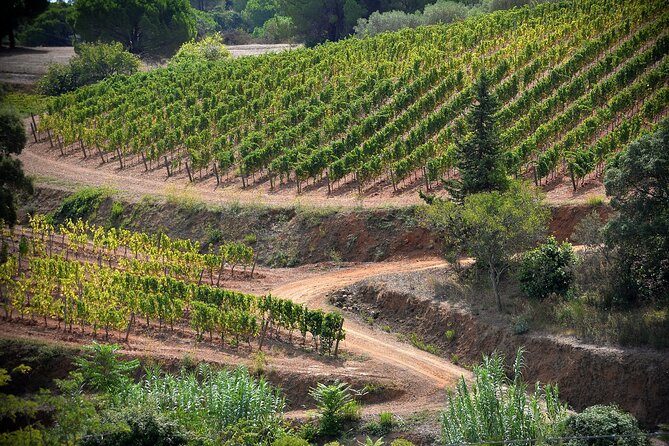 Winery Tour and Tasting With the Winemaker in Elba Island