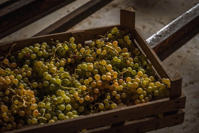 Winery Tour and Wine Tasting in Montepulciano Dabruzzo