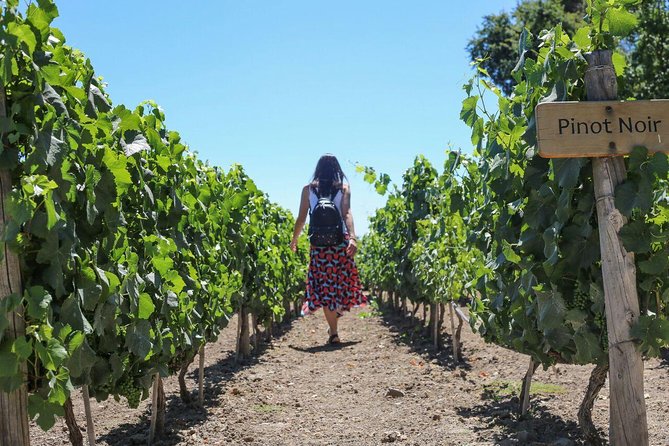 Wines and Paisajes: Unique Experience in Concha and Toro