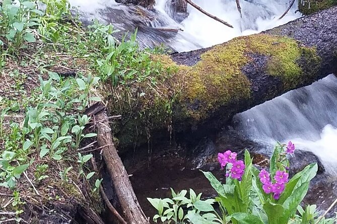3 Best National Parks Tours In Estes Park