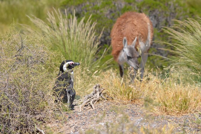 Wonderful Punta Tombo Penguin Rookery Tour for Cruise Passengers