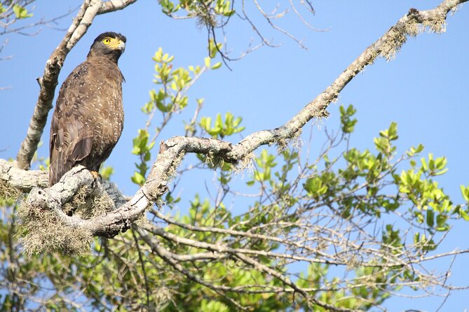 Yala Full Day Safari From Hambantota Port Shore Excursion - Highlights of Yala National Park