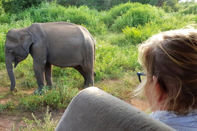Yala Half Day Safari