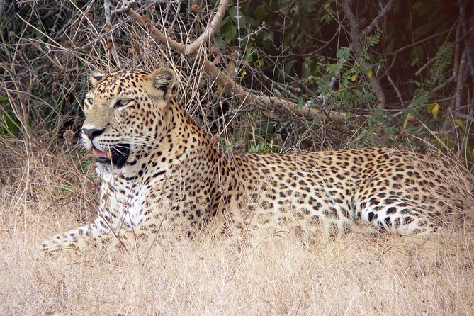 Yala National Park Safari From Hambantota Seaport - Inclusions and Pricing
