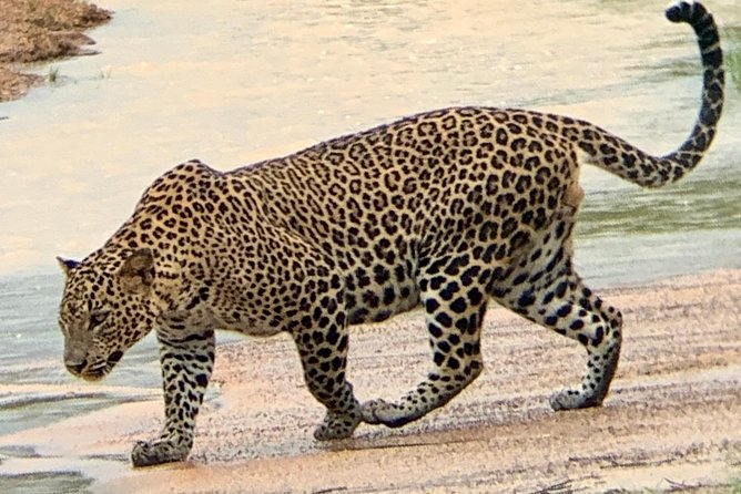 Yala National Park Safari From Mattala AirPort & Hambantota Port