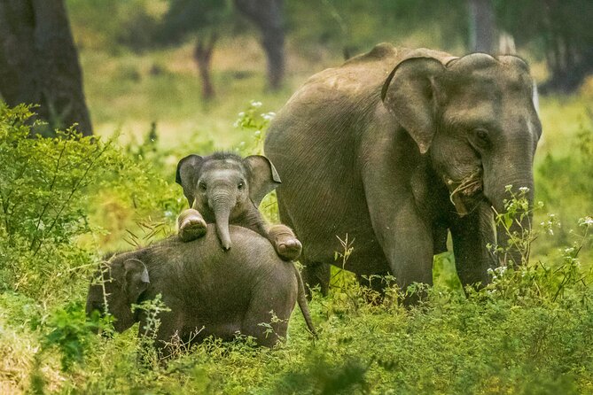 Yala National Park Safari From Weligama