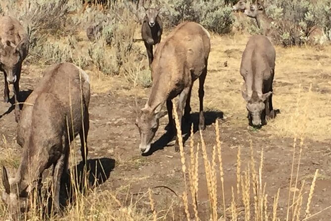 Yellowstone for Kids Family Fun Tour W/Pu in West Yellowstone - Tour Overview
