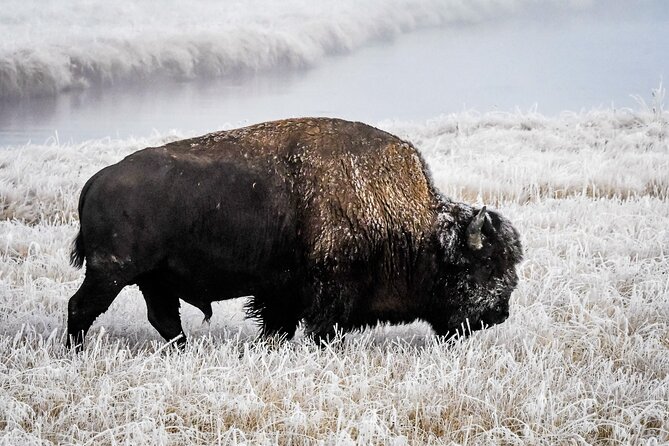 Yellowstone, Grand Teton & Utah Mighty 5 Winter Tour: Small Group 9-Day Tour - Included Highlights