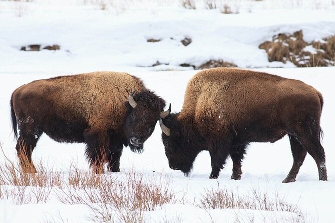 Yellowstone Winter Wildlife Safari From Gardiner - Inclusions and Exclusions