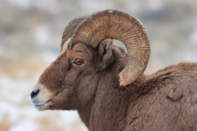 Yellowstone Winter Wildlife Safari From Paradise Valley