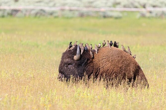 2 Best Safari Tours In Montana