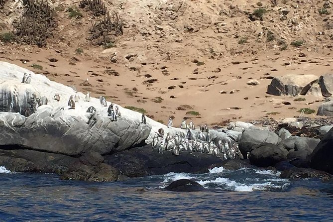 Zapallar Walking & Bird Watching Penguins & Lunch From Valparaiso