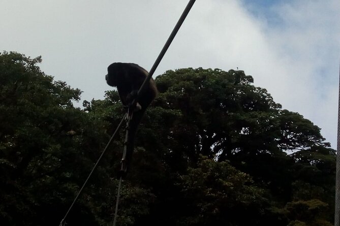 Zipline. Butterfly Garden and Hanging Bridges Tour From San Jose
