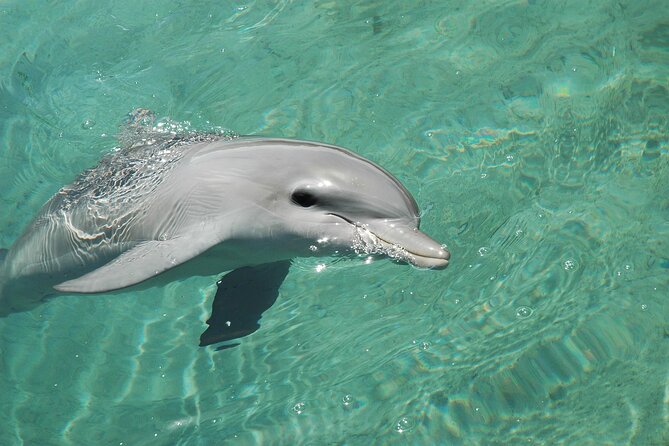 2 Hour Dolphin and Snorkeling Experience at Panama City