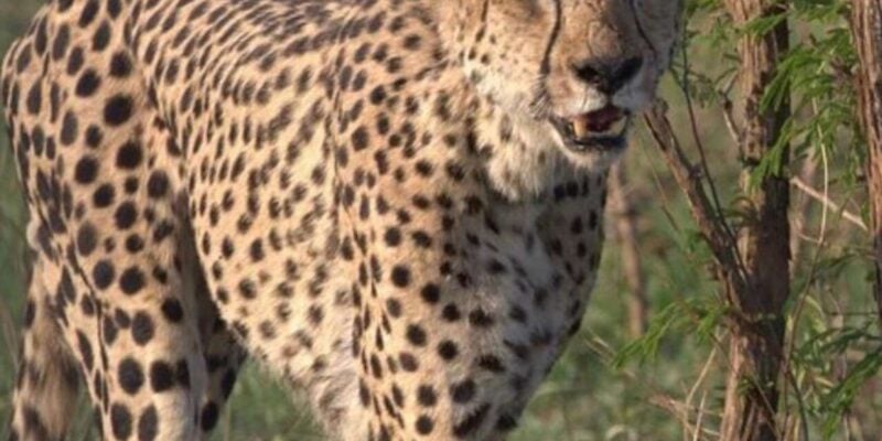 Cheetah Encounter and Cape Wine Tasting Tour. - Itinerary and Locations