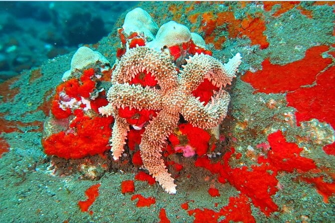 Hilos Remote Tropical Reef 2 Tank Boat Dive - Meeting Point and Pickup Details
