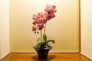 Hokkawa Onsen Hotel - Accommodation Options Galore