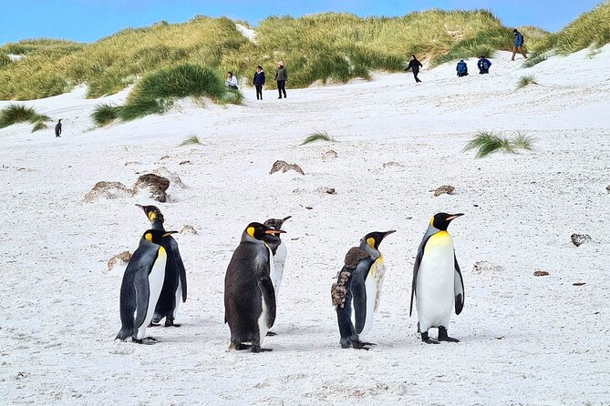 Private Coastal Gems Tour: Penguins, Scenery & Stanley - Tour Overview