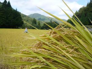 Yamazatonoiori Soene - Accommodation Details