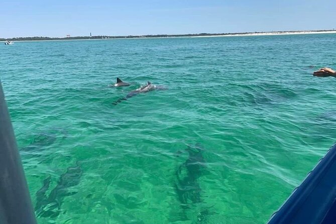 Dolphin & Sightseeing Cruise + Beach Stop + Seashell Hunting