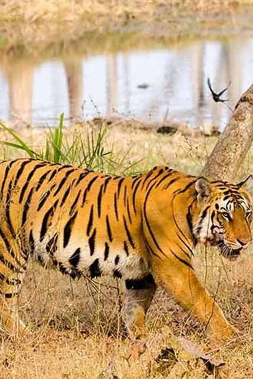 From Delhi: Tiger Safari And Golden Triangle Tour