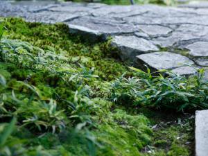 Kotohira Kadan - Guest Experiences and Testimonials