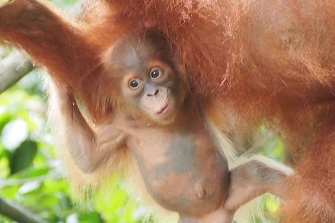 6 Day North Sumatra Jungles Orangutans Overnight Trek and Hot Springs