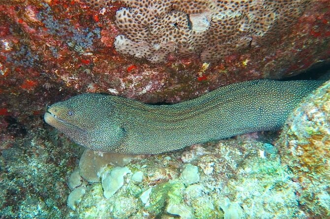 Hilos Remote Tropical Reef 2 Tank Boat Dive - Exploring the Remote Reef