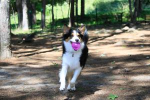 Yutorelo Tateshina Hotel With DOGS - Surrounding Attractions