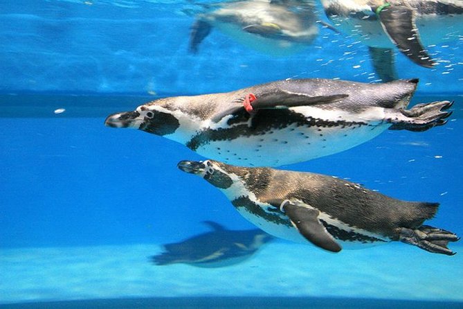 Skip the Line: The Greatest Urban Aquarium COEX Ticket(내국인불가) - Mermaid Performances and Feeding Displays