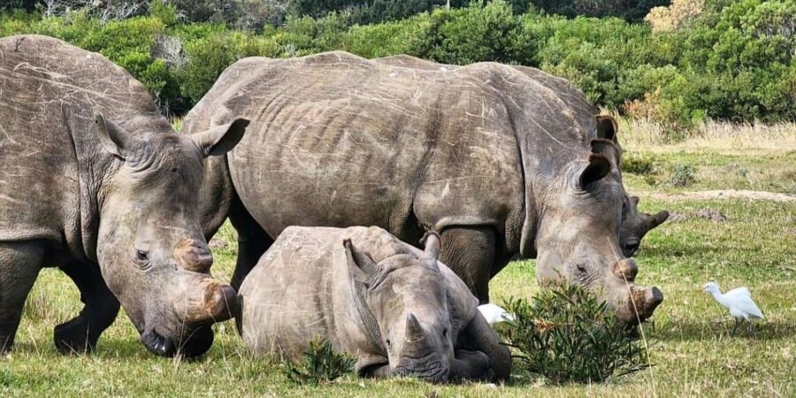 Kragga Kamma Game Park Half Day Safari