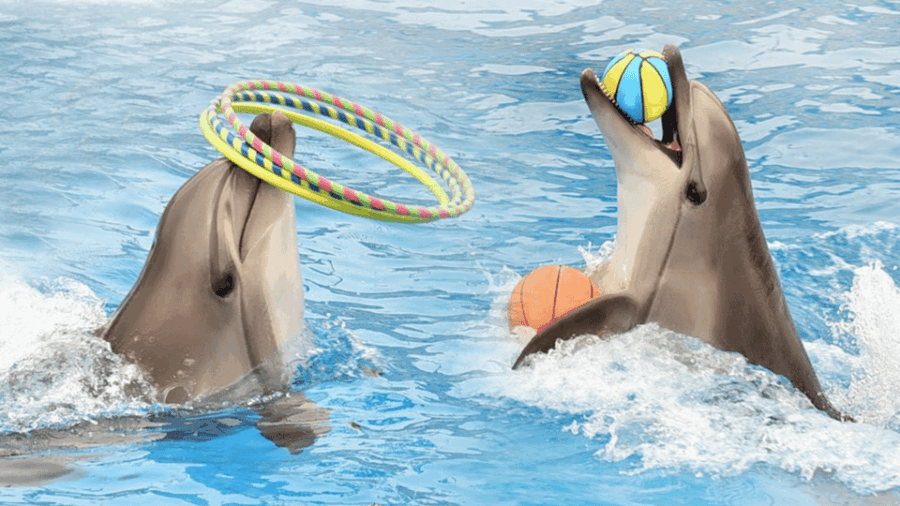 Alanya: Dolphin Park Transfers Service From All Locations