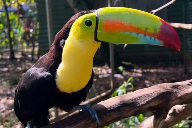 Animal Rescue Center Around San Jose - Experience Tour - Visitor Experiences and Feedback
