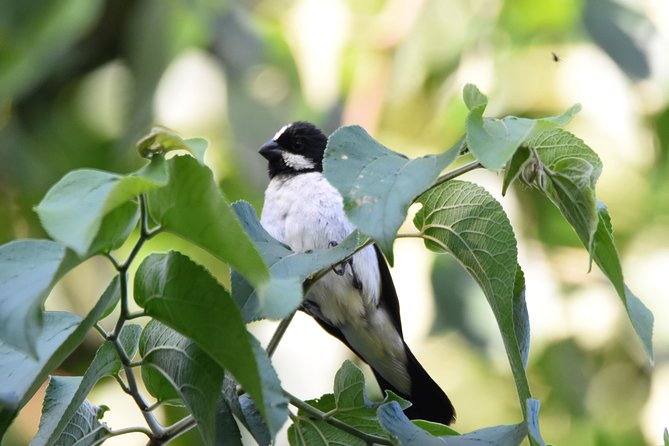 Asuncion Birding Tour