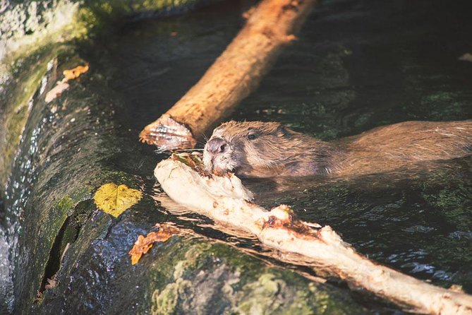 Beavers Watching