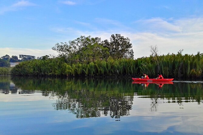 Bohol: Firefly Watching Cruise or Kayaking