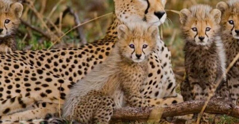 Cheetah Encounter and Cape Wine Tasting Tour. - Key Points