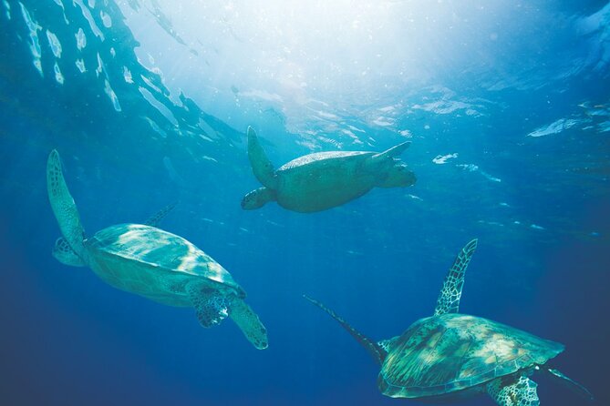 Diamond Head Sunrise & Turtle Snorkeling - Key Points