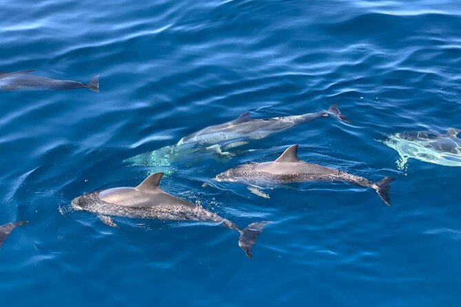 Dolphin Searching Tour in Puerto De Mogán (Explorer Boat) - Quick Points