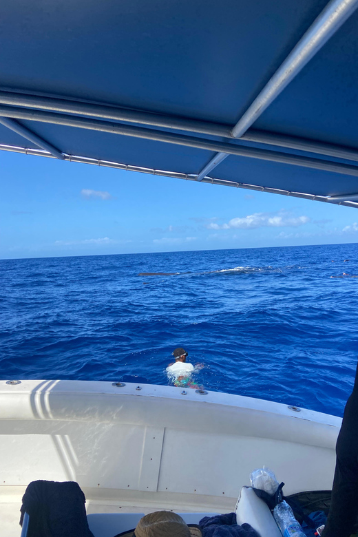 Dominica: Whale Watching - Booking Information