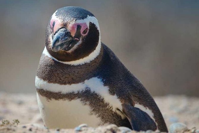 Excursion to Punta Tombo Penguin Reserve From Puerto Madryn