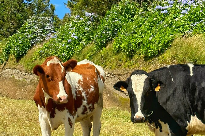 Furnas - Thermal Pools - Private Jeep Tour With Local Guide - Tour Overview