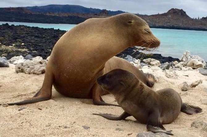 Galapagos Island Hopping (Santa Cruz, San Cristobal and Isabela)