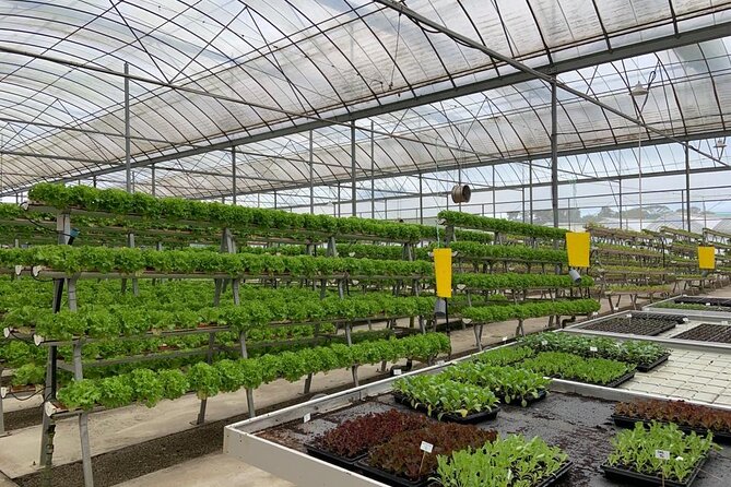 Greenery Farm Half Day Tour : Singapore - Tour Overview