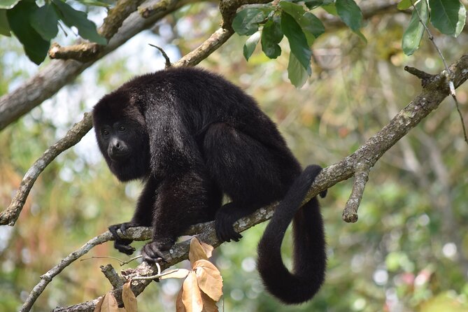 Guanacaste Rainforest Safari With Meal - Meeting and Pickup Information