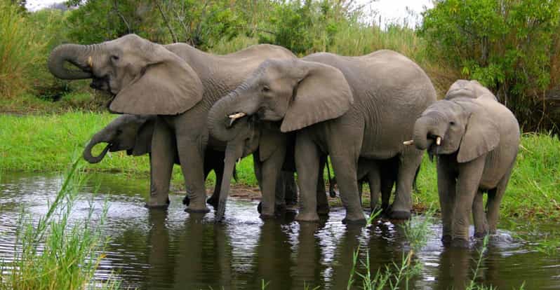 Half Day Hluhluwe Imfolozi Game Reserve From Richards Bay