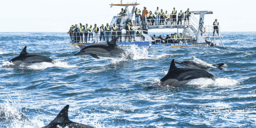 Hermanus Whale Watching and Winelands Stellenbosch Day Tour