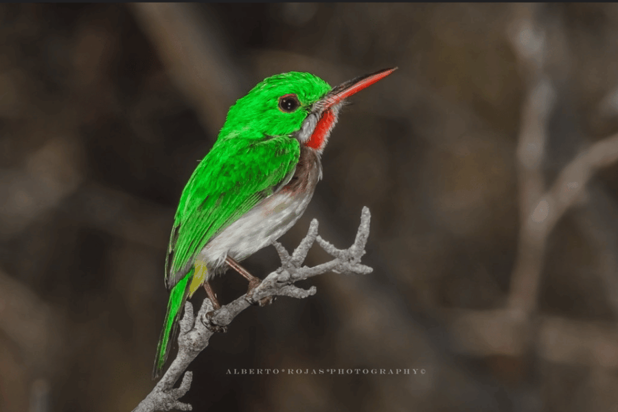 Los Haitises: Sunrise or Sunset Wildlife Focus - Wildlife Experience